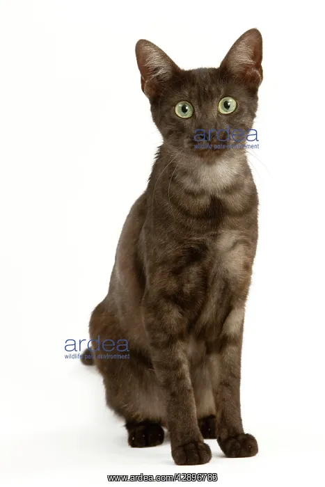 : Cat - Egyptian Mau