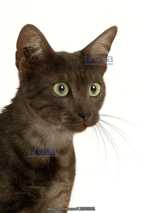  : Cat - Egyptian Mau