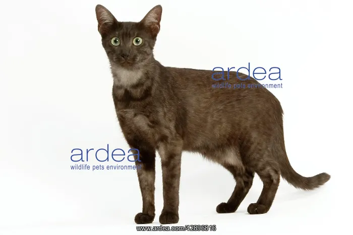  : Cat - Egyptian Mau