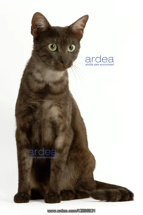  : Cat - Egyptian Mau