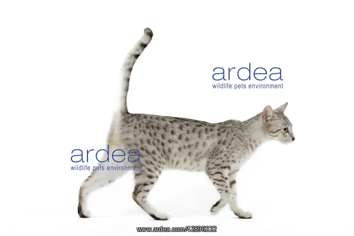 : Cat - Egyptian Mau - black silver spotted in studio : Cat - Egyptian Mau - black silver spotted in studio