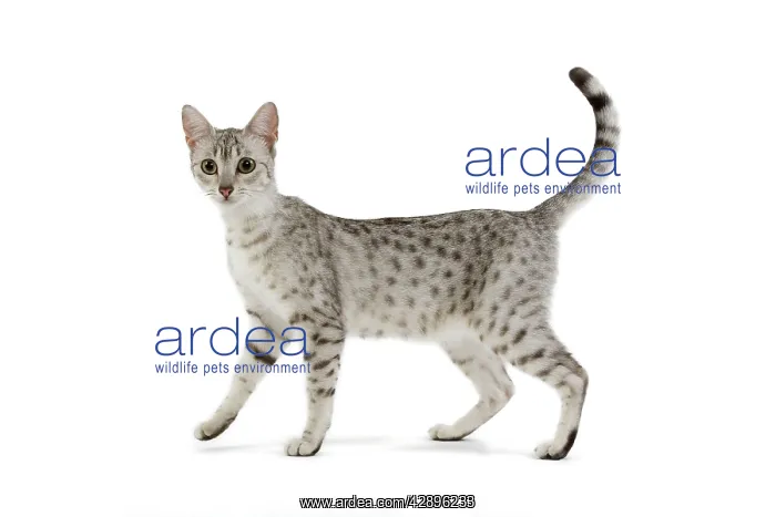 : Cat - Egyptian Mau - black silver spotted in studio : Cat - Egyptian Mau - black silver spotted in studio