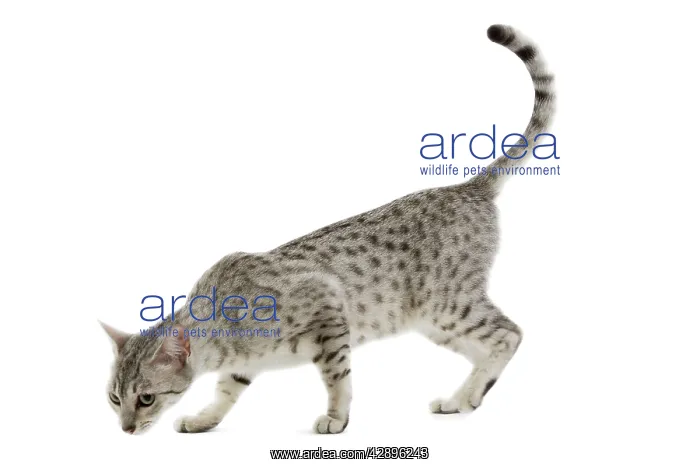 : Cat - Egyptian Mau - black silver spotted in studio : Cat - Egyptian Mau - black silver spotted in studio