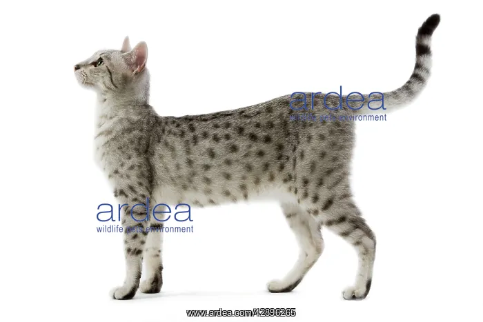 : Cat - Egyptian Mau - black silver spotted in studio : Cat - Egyptian Mau - black silver spotted in studio