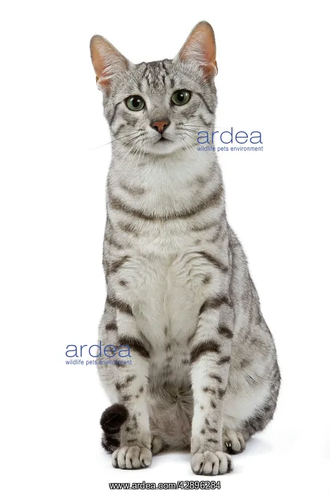 : Cat - Egyptian Mau - black silver spotted in studio : Cat - Egyptian Mau - black silver spotted in studio