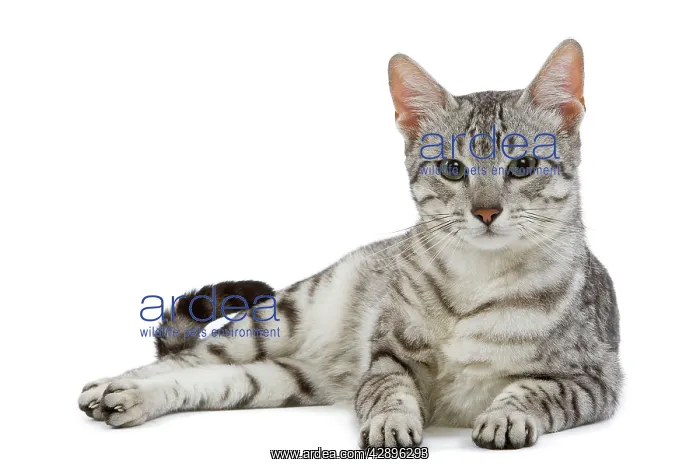 : Cat - Egyptian Mau - black silver spotted in studio : Cat - Egyptian Mau - black silver spotted in studio