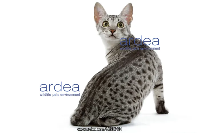 : Cat - Egyptian Mau - black silver spotted in studio : Cat - Egyptian Mau - black silver spotted in studio
