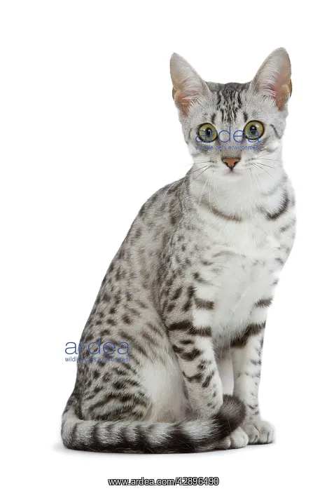 : Cat - Egyptian Mau - black silver spotted in studio : Cat - Egyptian Mau - black silver spotted in studio