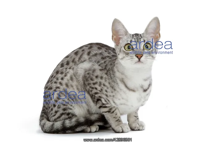 : Cat - Egyptian Mau - black silver spotted in studio : Cat - Egyptian Mau - black silver spotted in studio
