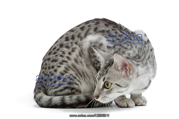 : Cat - Egyptian Mau - black silver spotted in studio : Cat - Egyptian Mau - black silver spotted in studio