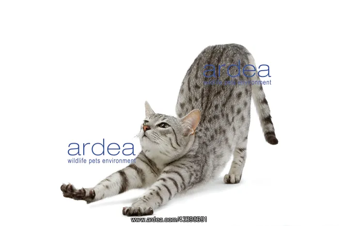 : Cat - Egyptian Mau - black silver spotted in studio : Cat - Egyptian Mau - black silver spotted in studio