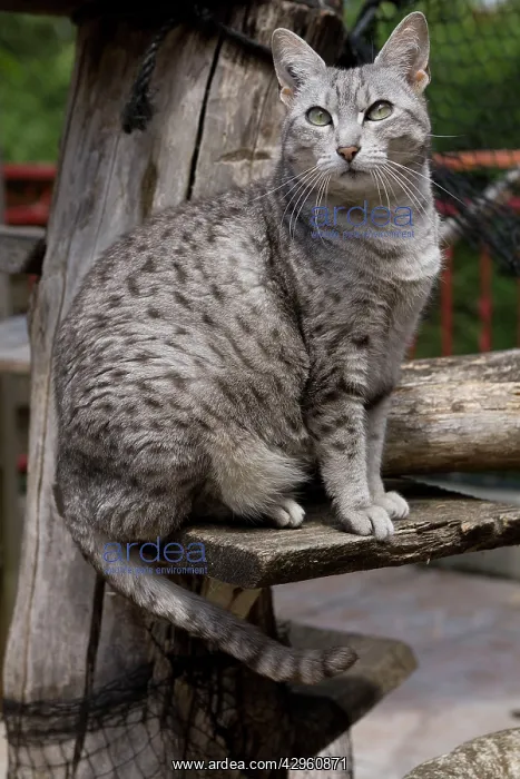  : Cat - Egyptian Mau - in cattery