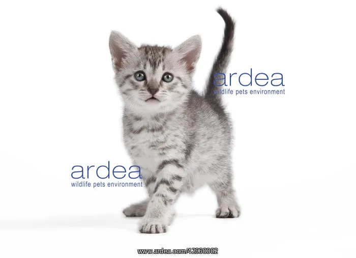  : Cat - Egyptian Mau Kitten