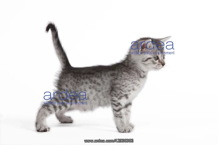  : Cat - Egyptian Mau - Kitten