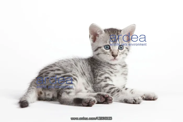  : Cat - Egyptian Mau - Kitten