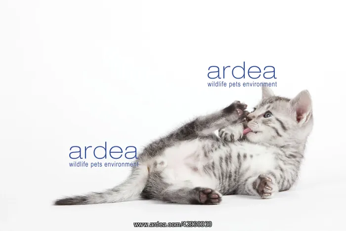  : Cat - Egyptian Mau - Kitten
