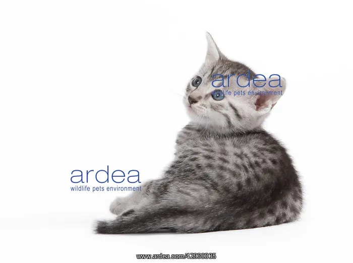  : Cat - Egyptian Mau - Kitten