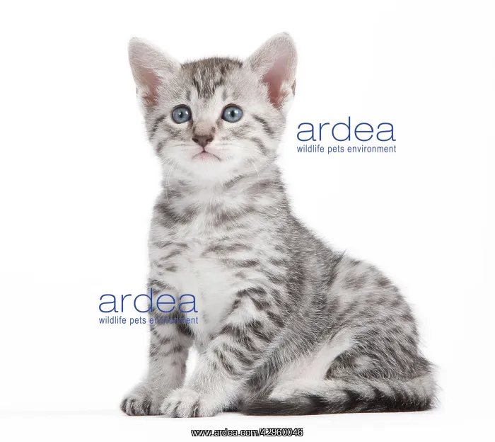  : Cat - Egyptian Mau - Kitten