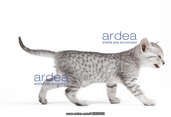  : Cat - Egyptian Mau - Kitten