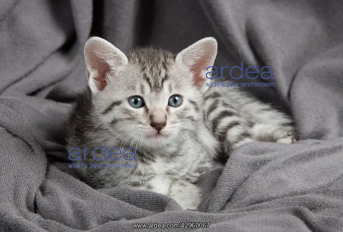  : Cat - Egyptian Mau - Kitten