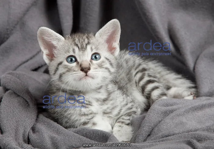  : Cat - Egyptian Mau - Kitten
