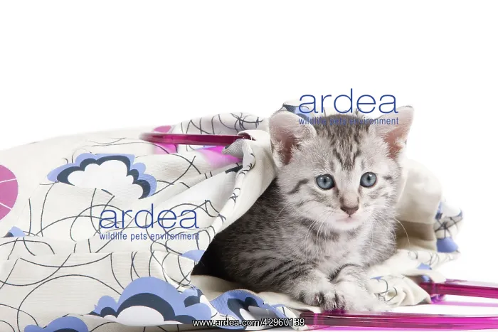  : Cat - Egyptian Mau - Kitten