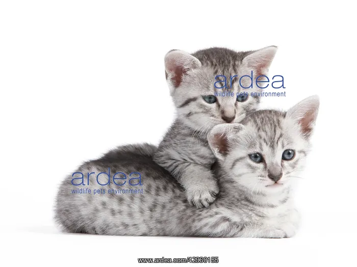  : Cat - Egyptian Mau - Kitten