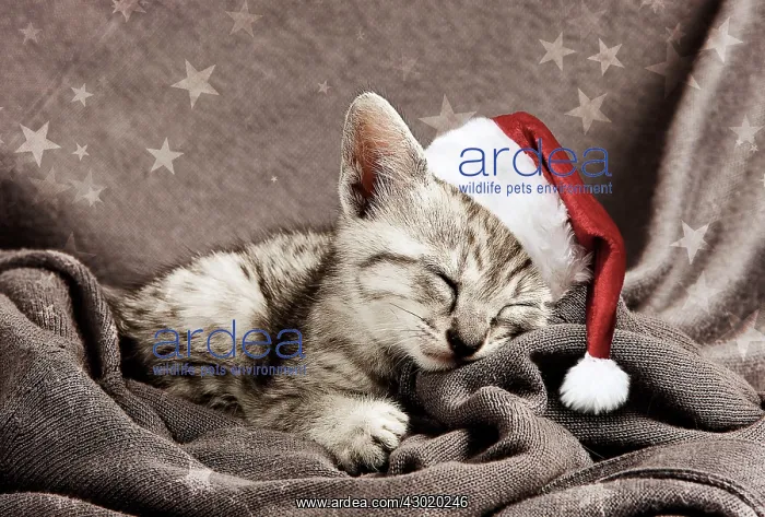 : Cat Egyptian Mau kitten : Cat Egyptian Mau kitten