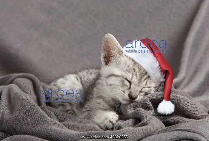  : Cat Egyptian Mau kitten