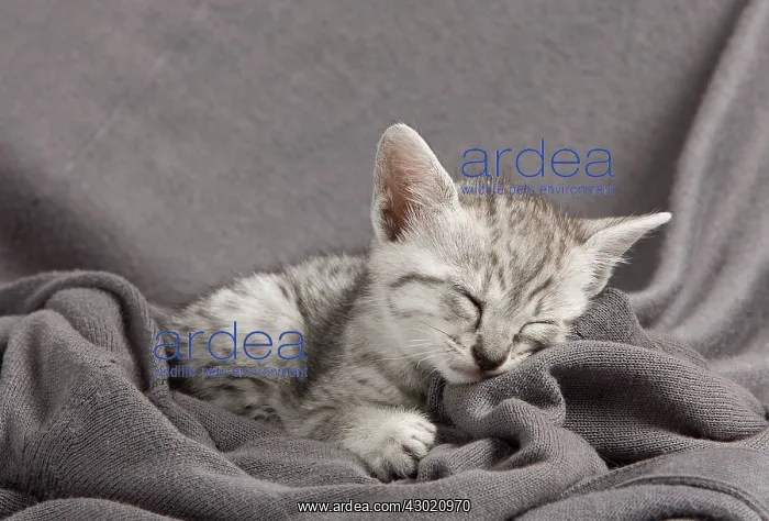 : Cat - Egyptian Mau kitten : Cat - Egyptian Mau kitten