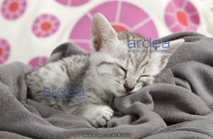 : Cat - Egyptian Mau - Kitten - sleeping : Cat - Egyptian Mau - Kitten - sleeping