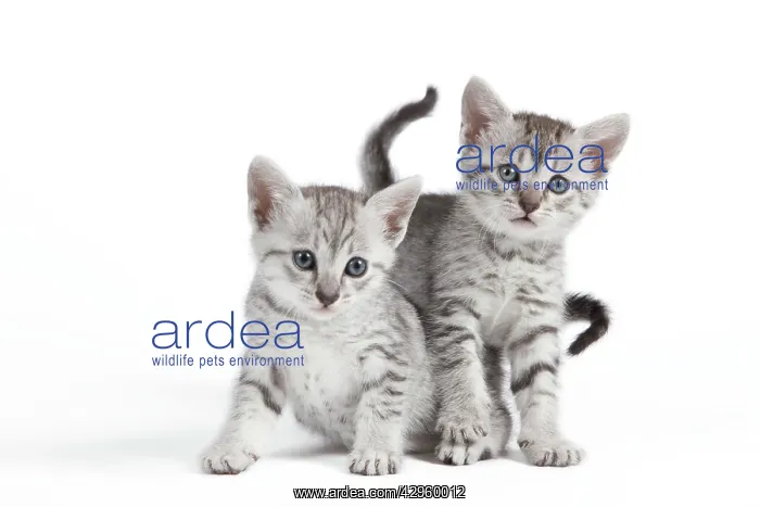  : Cat - Egyptian Mau - Kittens