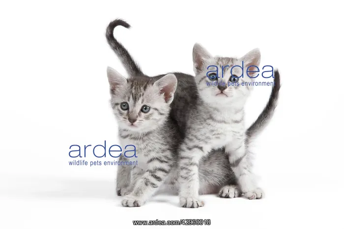 : Cat - Egyptian Mau - Kittens