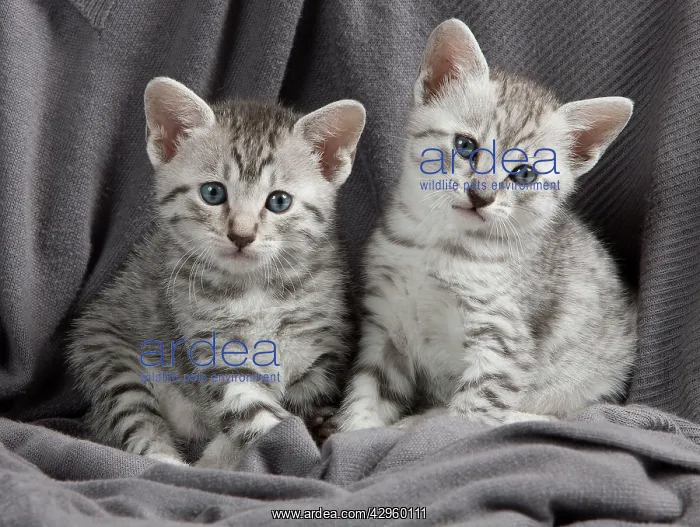  : Cat - Egyptian Mau - Kittens