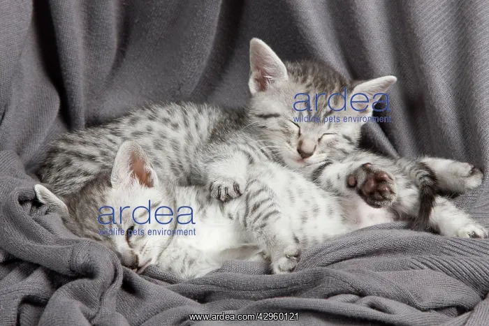 : Cat - Egyptian Mau - Kittens : Cat - Egyptian Mau - Kittens