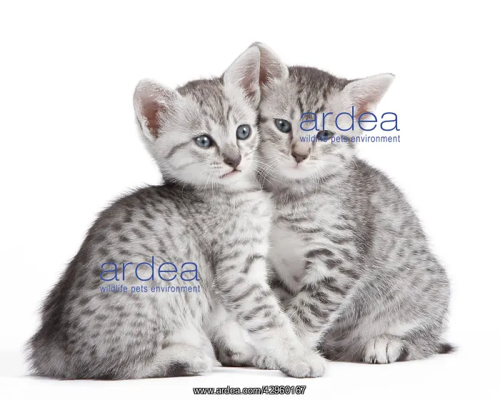  : Cat - Egyptian Mau - Kittens