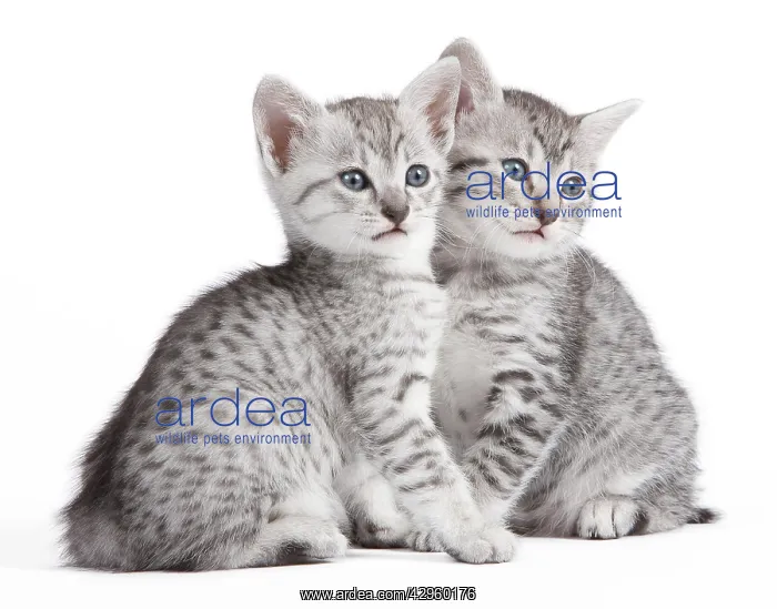  : Cat - Egyptian Mau - Kittens