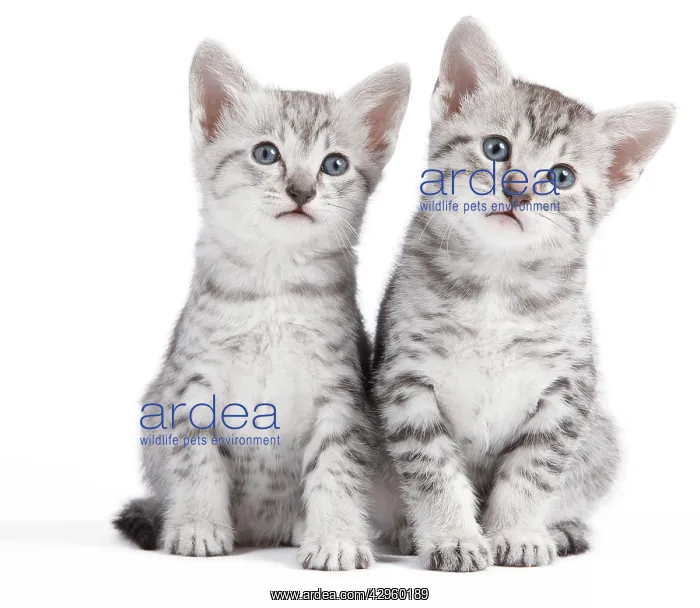  : Cat - Egyptian Mau - Kittens