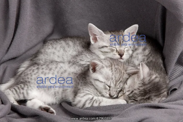 : Cat - Egyptian Mau - Kittens - sleeping : Cat - Egyptian Mau - Kittens - sleeping