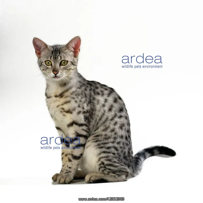 : CAT - Egyptian Mau, sitting : CAT - Egyptian Mau, sitting