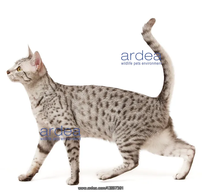  : Cat - Egyptian Mau in studio