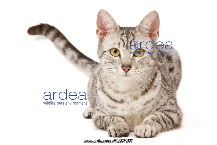  : Cat - Egyptian Mau in studio