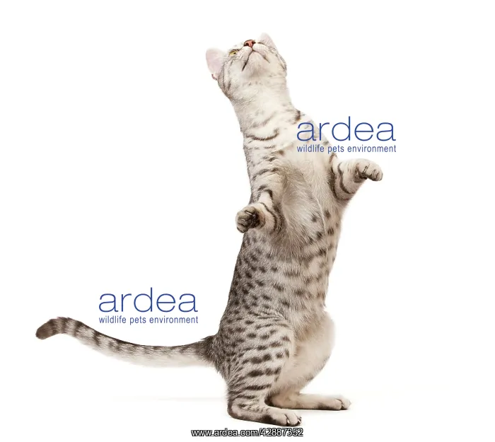  : Cat - Egyptian Mau in studio on hind legs