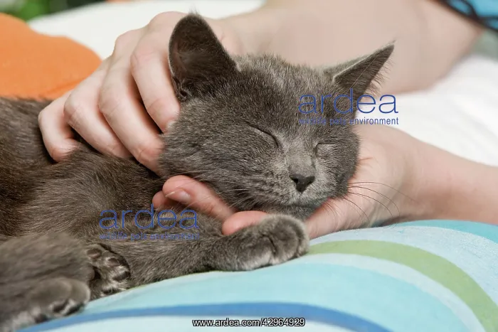 : Cat - enjoying having necked scratched by owner : Cat - enjoying having necked scratched by owner
