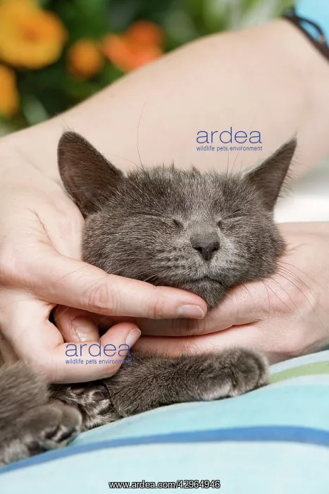  : Cat - enjoying being stroked on chin by owner