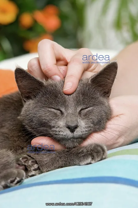 : Cat - enjoying being stroked on head by owner : Cat - enjoying being stroked on head by owner