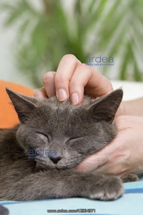: Cat - enjoying being stroked on head by owner : Cat - enjoying being stroked on head by owner