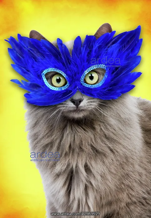 : Cat - European Blue : Cat - European Blue