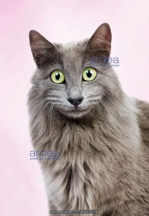 : Cat - European Blue : Cat - European Blue