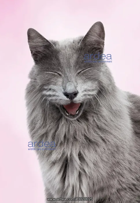 : Cat - European Blue smiling : Cat - European Blue smiling